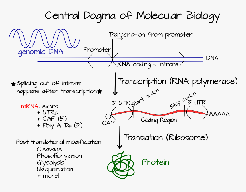 1 центральная догма молекулярной биологии. Central Dogma. Догма молекулярной биологии. Central Dogma of Molecular Biology. 3. Центральная Догма молекулярной биологии.