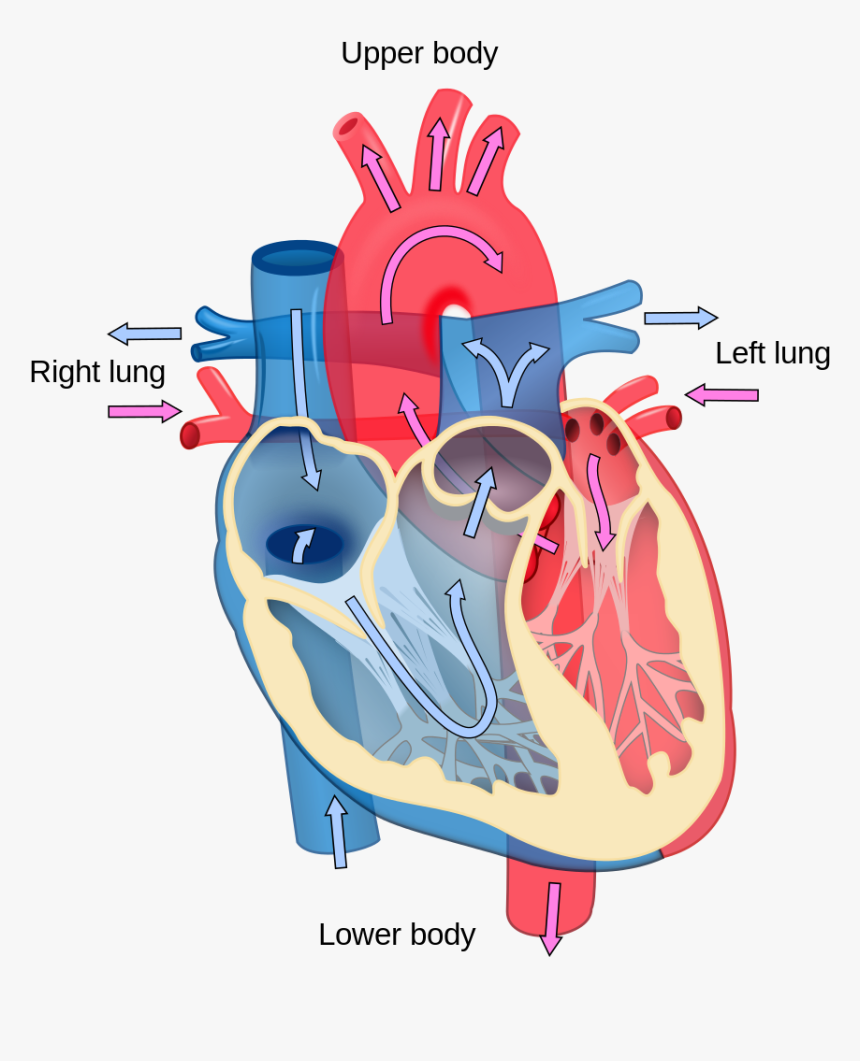 Fetal Pig Veins And Arteries Diagram