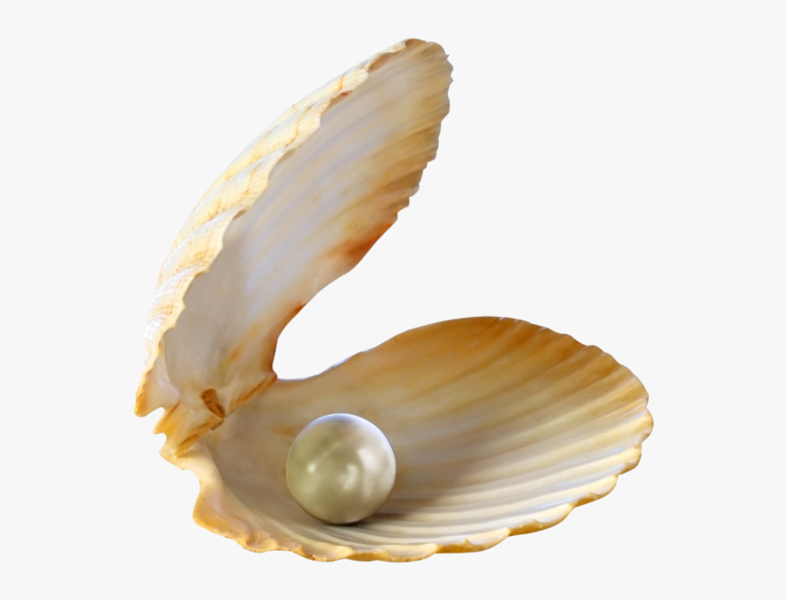 Thumb Image - Seashell With Pearl Png, Transparent Png, Free Download