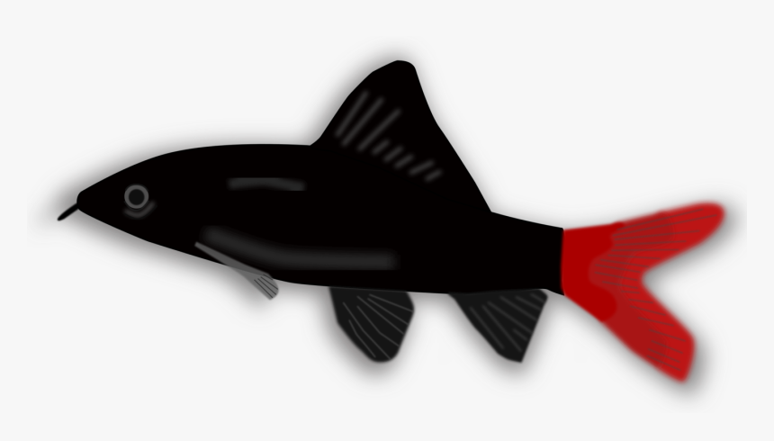 Fish,fin,wing - Small Black And Red Fish, HD Png Download, Free Download