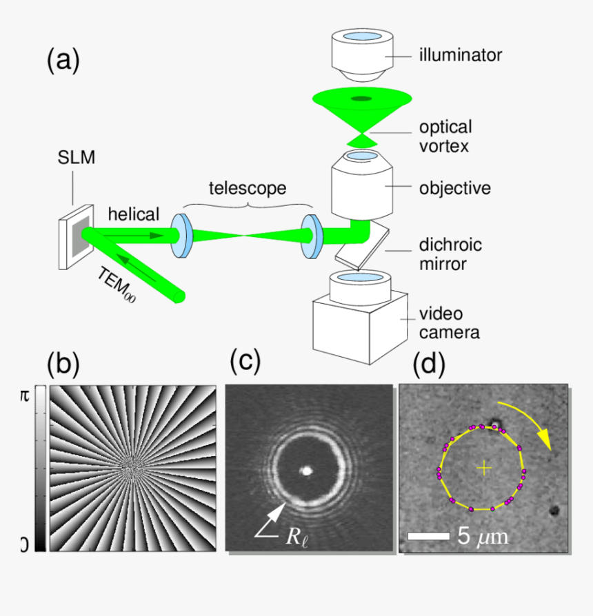 Holographic Optical Tweezers, HD Png Download, Free Download