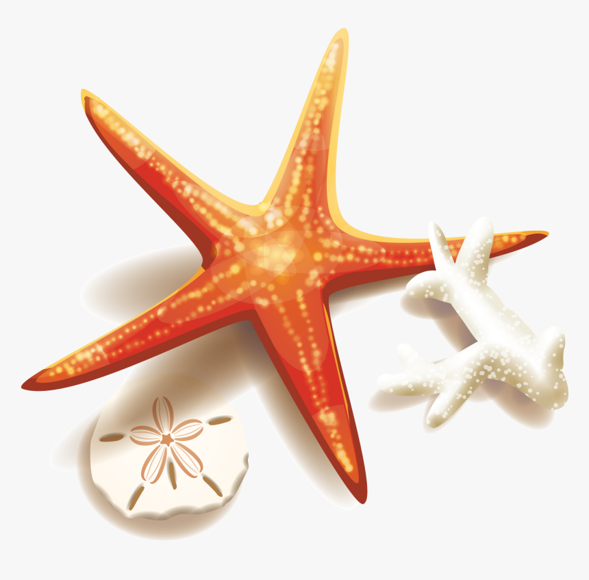 Collection Of Free Coral Drawing Starfish Download - Free Png Coral, Transparent Png, Free Download