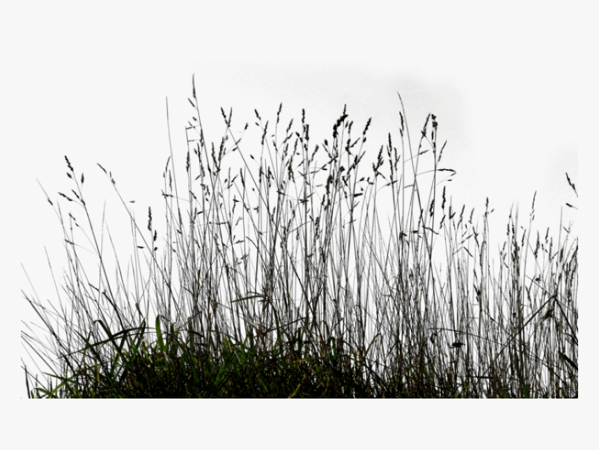 Free Png Download Long Grass Png Images Background - Transparent Black Grass Png, Png Download, Free Download