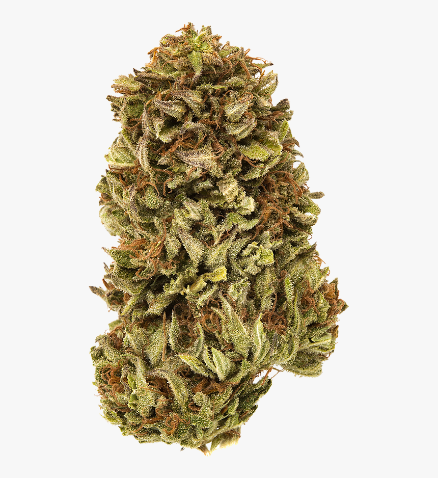 Bud, HD Png Download, Free Download