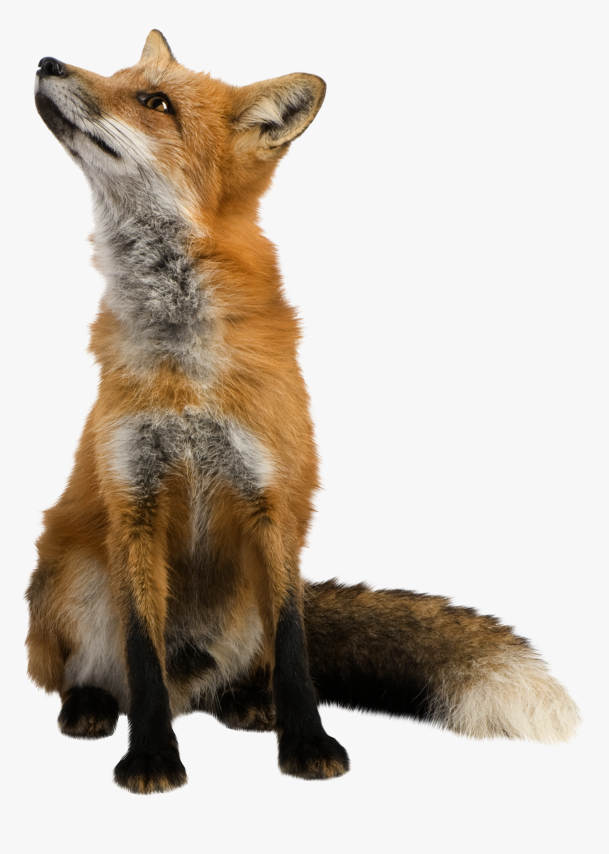 Red Fox Clip Art - Fox Transparent Png, Png Download, Free Download