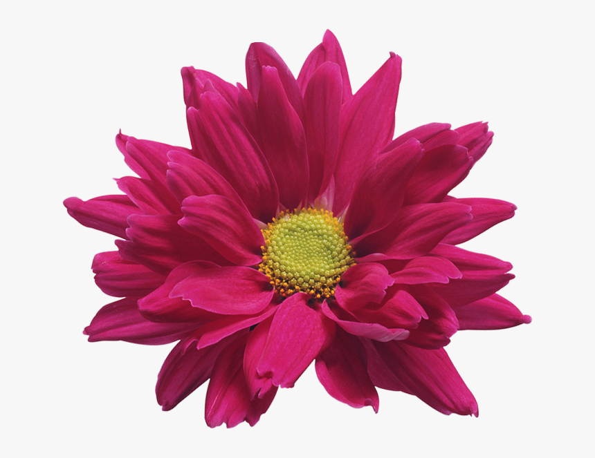 Chrysanthemum Png Pic - Chrysanthemum Red Transparent Background, Png Download, Free Download