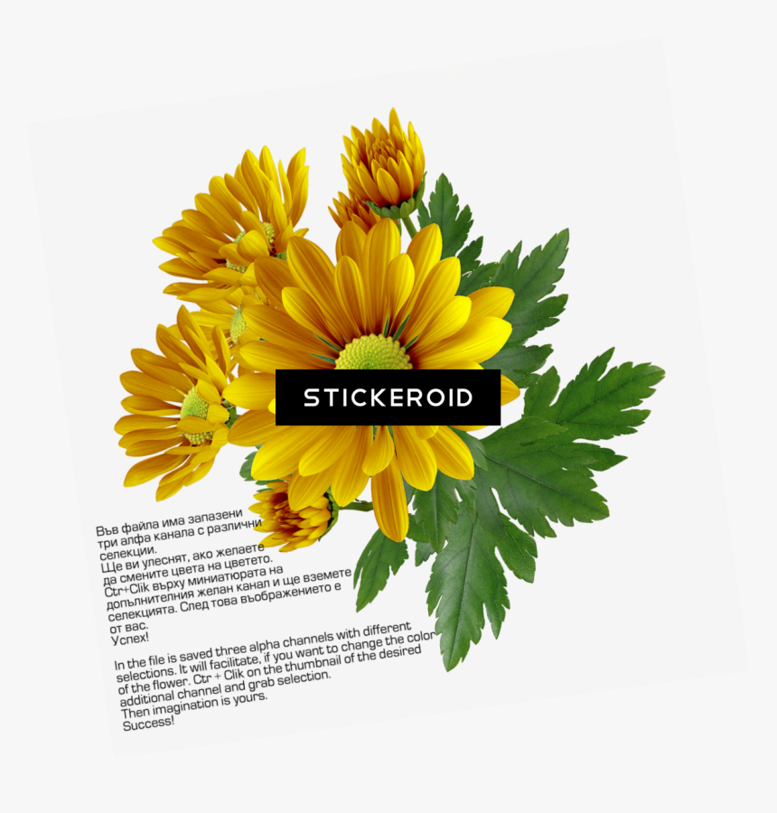 Chrysanthemum , Png Download - File Format, Transparent Png, Free Download