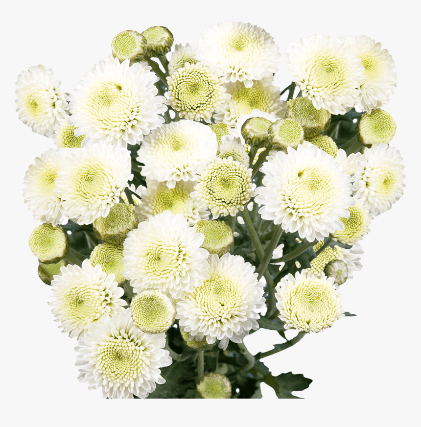 Fresh White Chrysanthemum Button Flowers - Bouquet, HD Png Download, Free Download