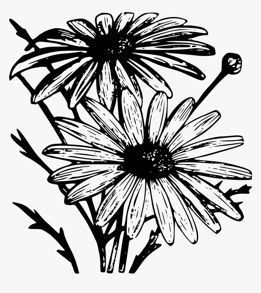 African Daisy, HD Png Download, Free Download