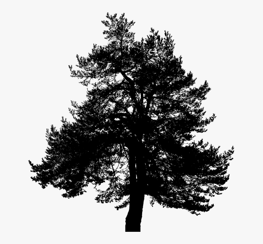 Transparent Pine Tree Silhouette Png - Red Pine, Png Download, Free Download