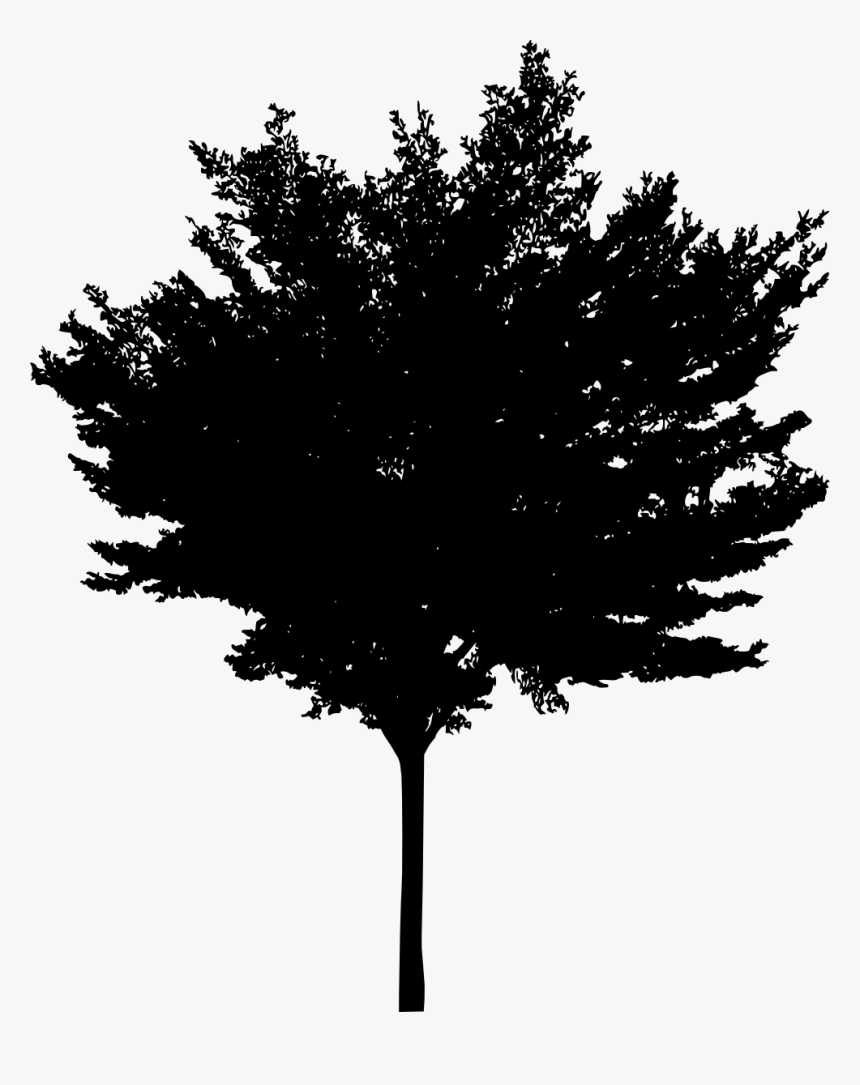 Tree Woody Plant Conifers - Tree, HD Png Download, Free Download