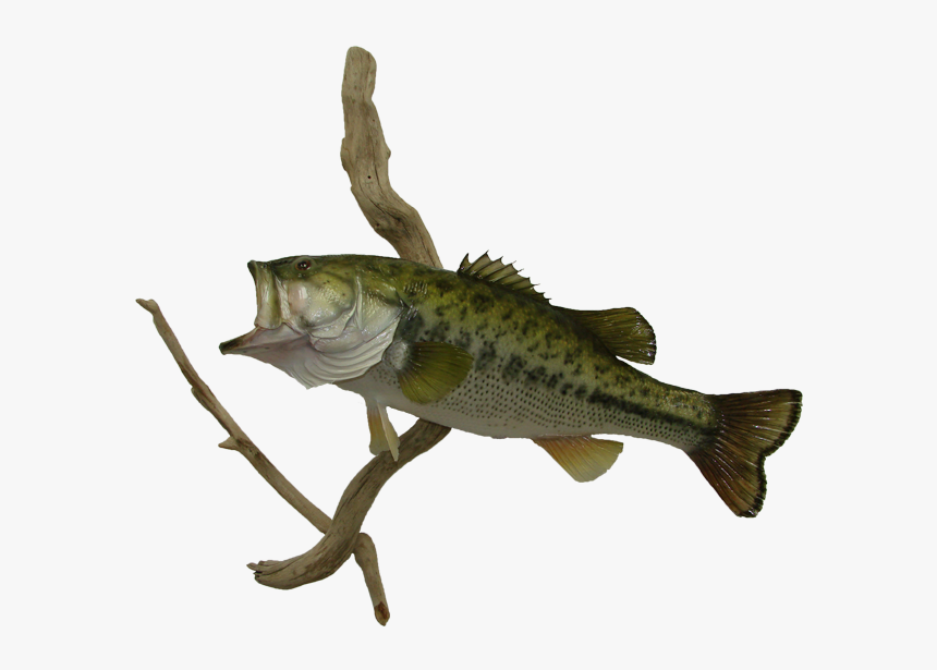 Largemouth Bass Mount - Perch, HD Png Download, Free Download