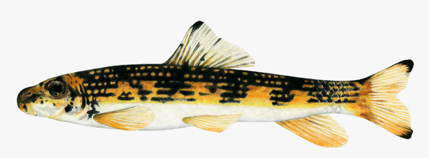 Black Jumprock Fish - Trout, HD Png Download, Free Download