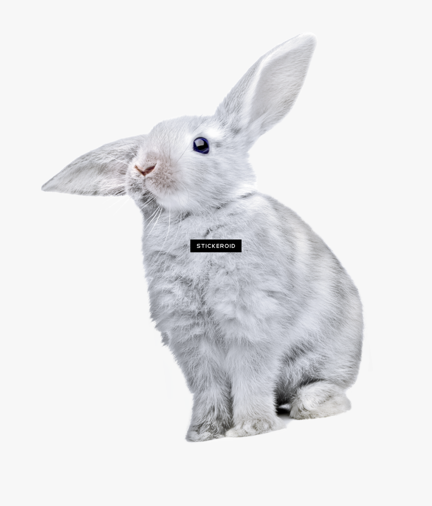 Rabbit , Png Download - White Rabbit Transparent Background, Png Download, Free Download