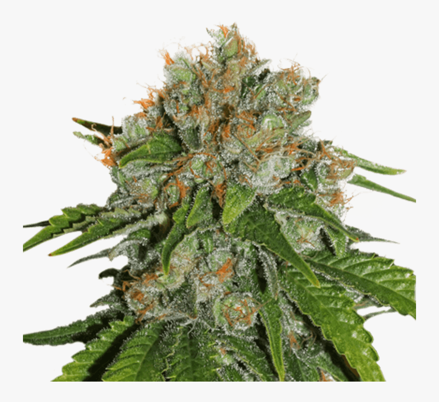 Amnesia Auto Seed Stockers, HD Png Download, Free Download