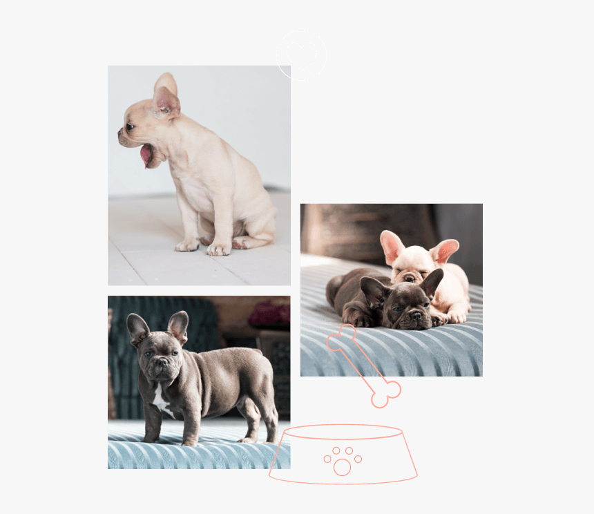 French Bulldog, HD Png Download, Free Download