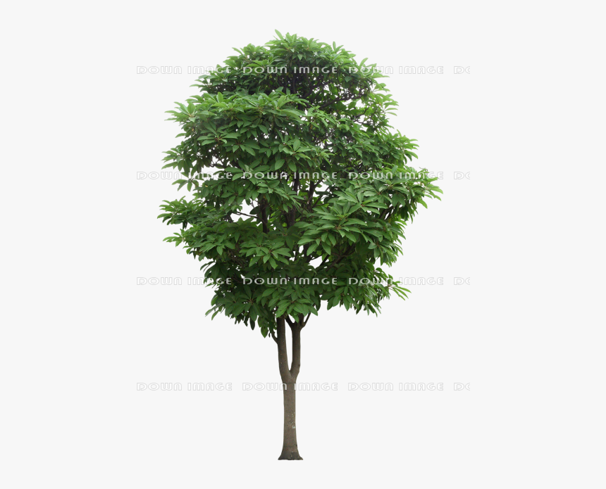 Mango Tree Png, Transparent Png, Free Download