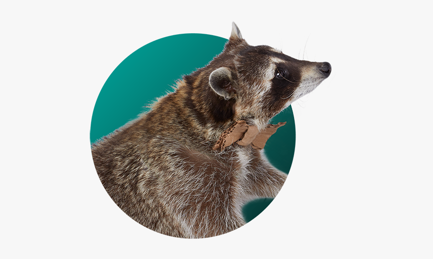 Raccoon - Carlos Cardboard - Coatimundi, HD Png Download, Free Download