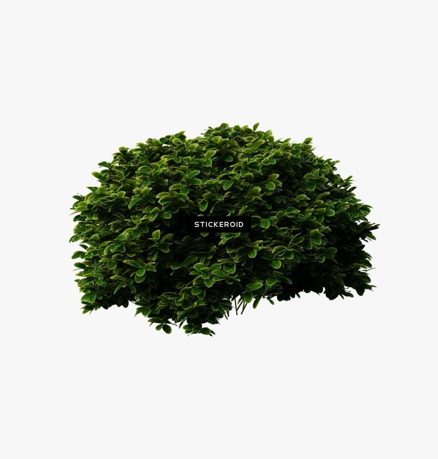 Shrub , Png Download - Transparent Background Shrub Png, Png Download, Free Download