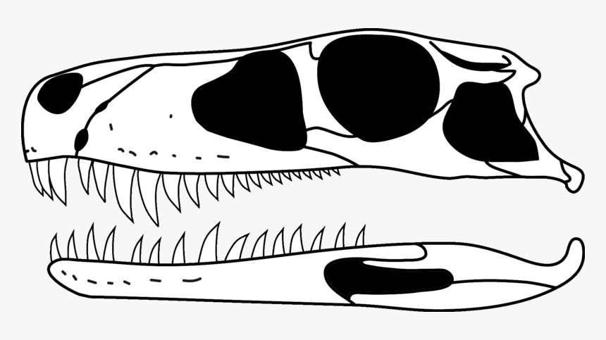 Gnathovorax Skull - Gnathovorax Cabreirai, HD Png Download, Free Download