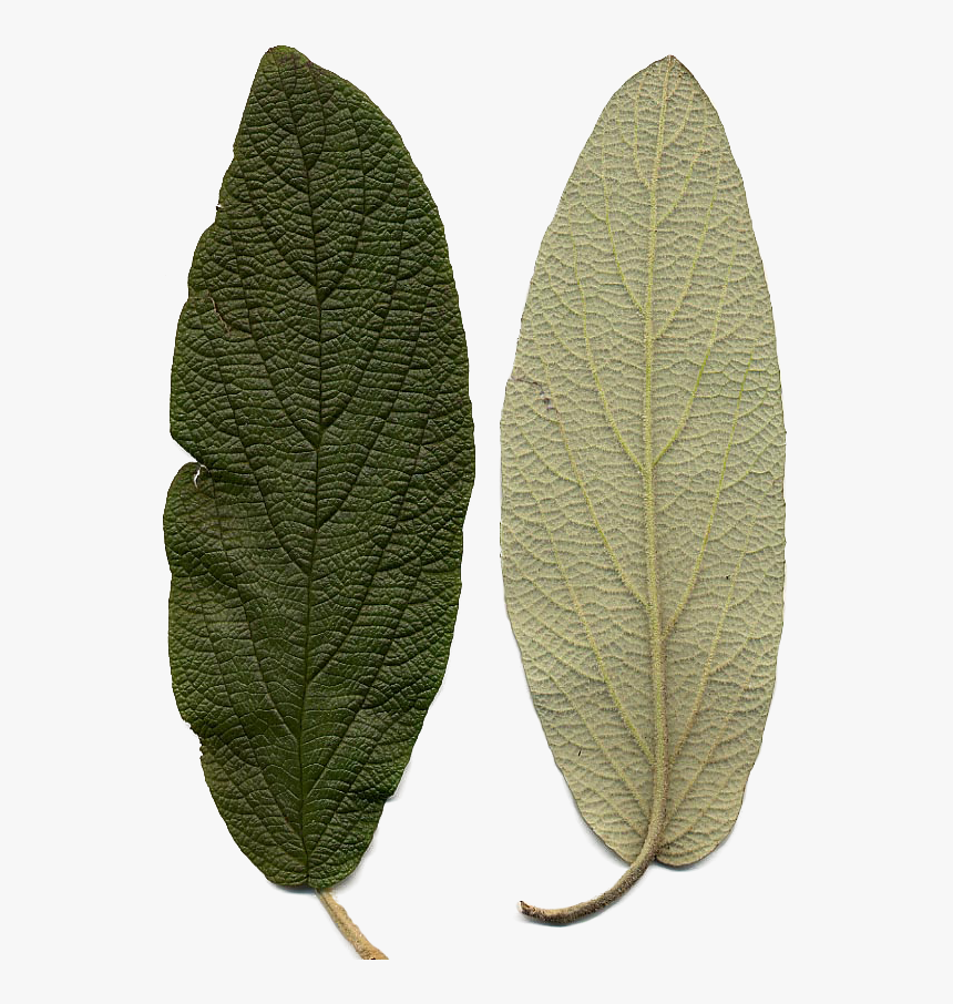 Bgtransp L Viburnum Rhytidophyllum Leaf Detail - Viburnum Rhytidophyllum, HD Png Download, Free Download