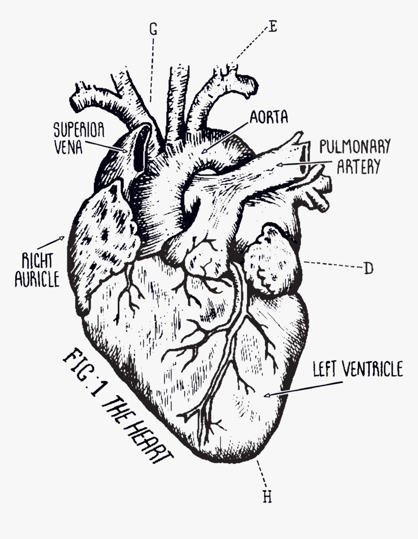 Biological Heart Tattoo, HD Png Download - kindpng