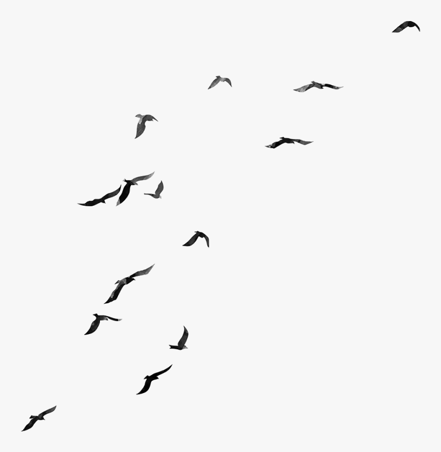 Flock, HD Png Download, Free Download