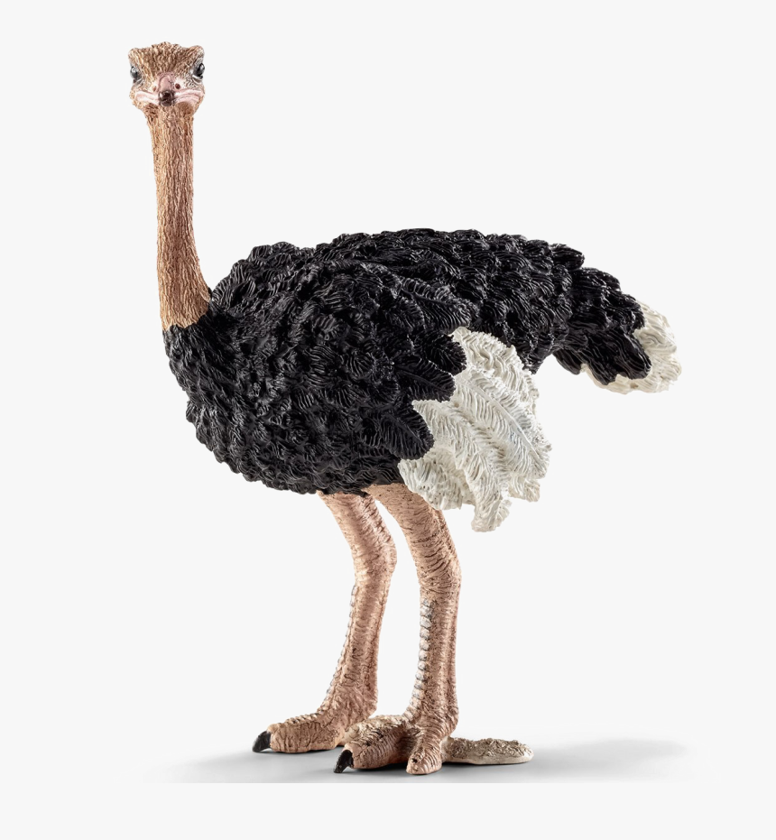 Ostrich Png - Schleich Ostrich, Transparent Png, Free Download