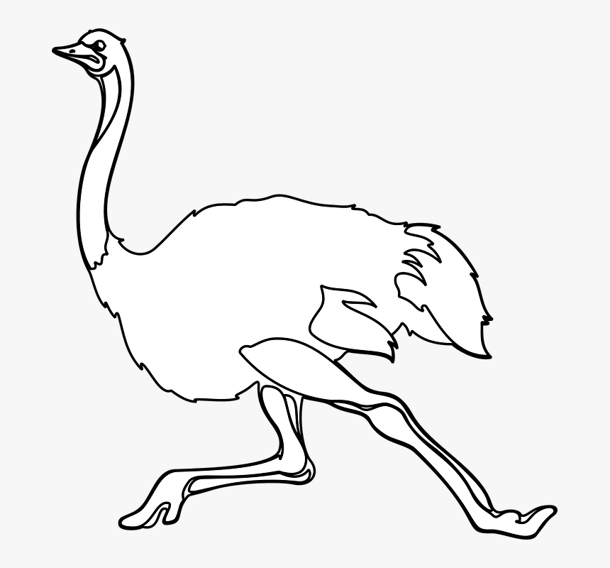 Ostrich Png, Transparent Png, Free Download