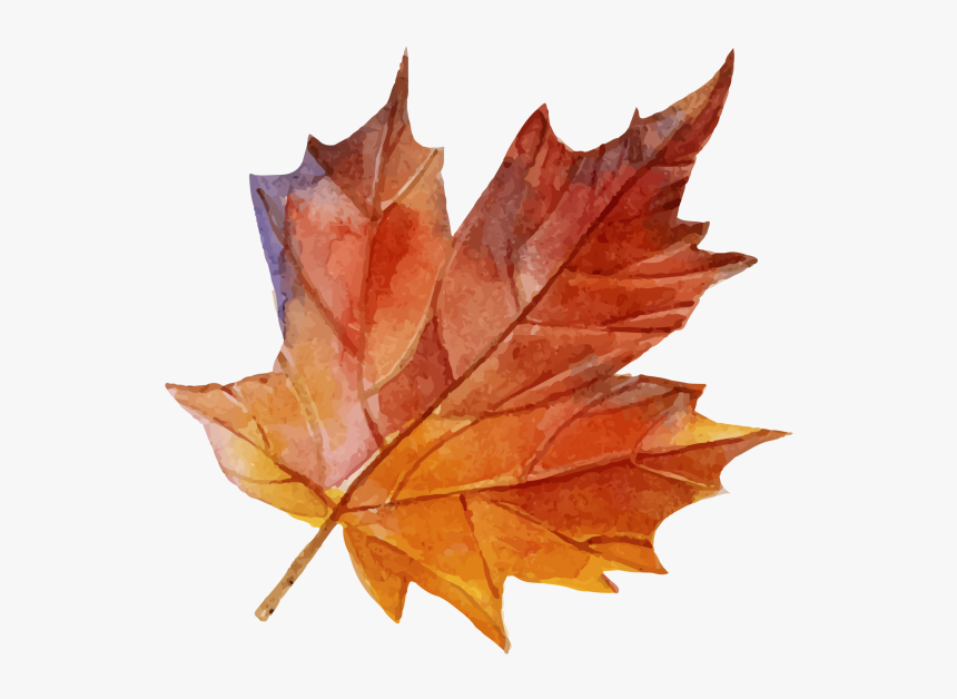 Maple Leaf Png Image Free Download Searchpng - Maple Leaf, Transparent Png, Free Download