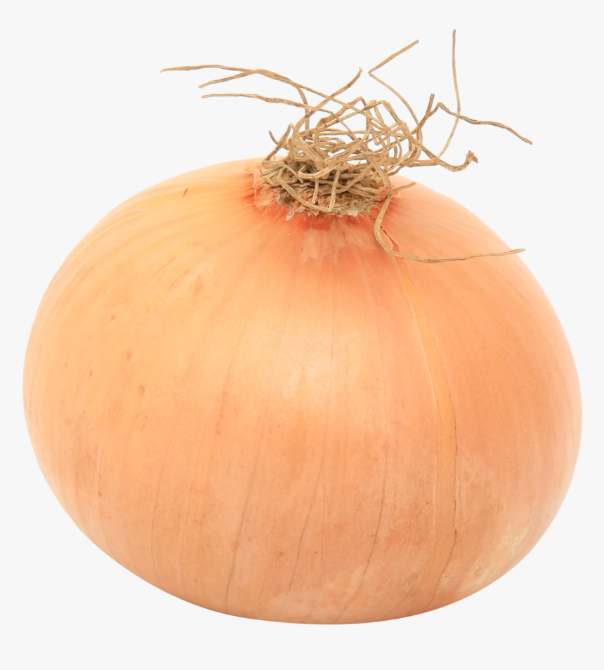 Onion - Onion Png, Transparent Png, Free Download