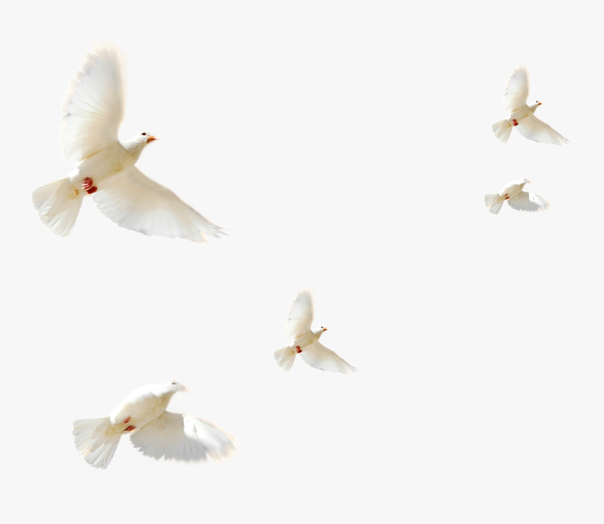 Flying Birds 12 - Flock Of Doves Png, Transparent Png - kindpng