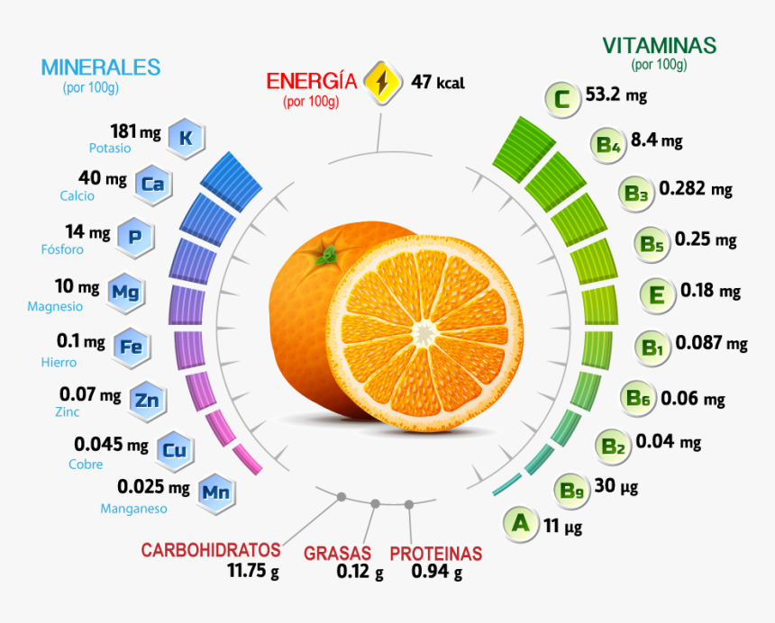 Vitaminas Y Minerales De La Cebolla, HD Png Download, Free Download