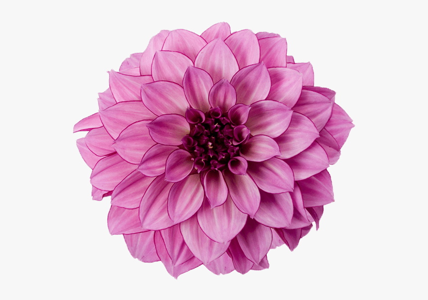 Dalia Morada - Flowers Images Transparent Background, HD Png Download, Free Download