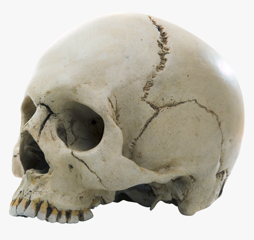 Skull - Example Of The Fixed Joint, HD Png Download, Free Download