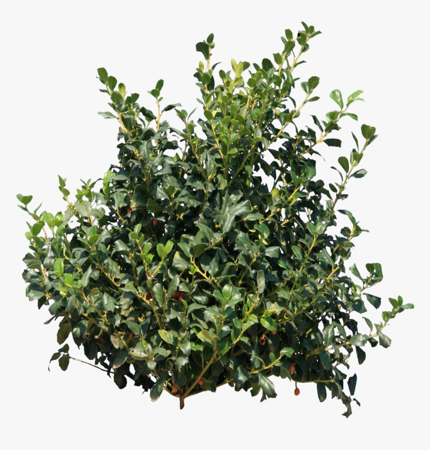 Bush Png Image - Bush Png, Transparent Png, Free Download