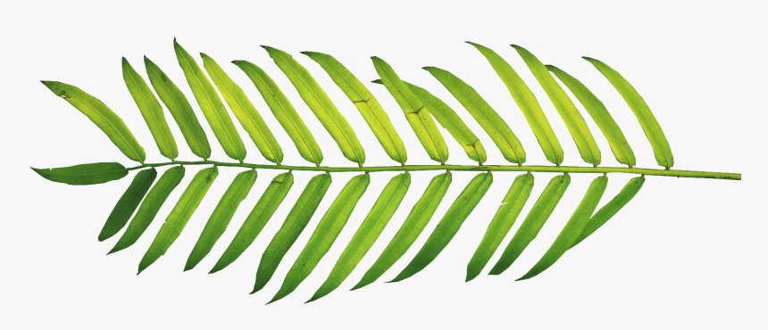 Palm Fronds, Tree Clipart, Ferns, Leaves, Nature, Polyvore, - Tropical Leaf Watercolor Png, Transparent Png, Free Download