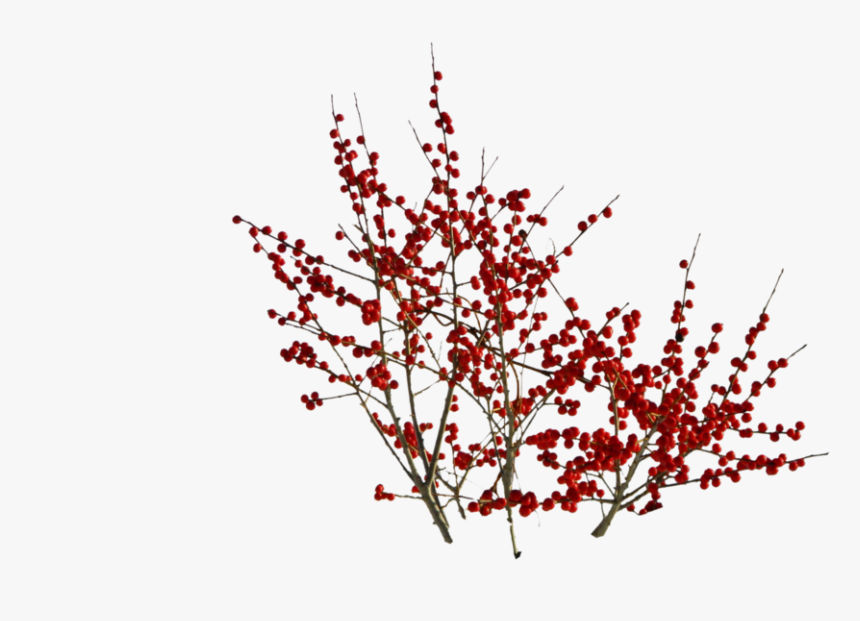 Red Bush Png, Transparent Png, Free Download