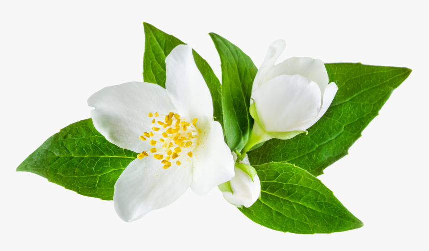 Mogra Flower Png - Jasmine Flower Transparent, Png Download, Free Download