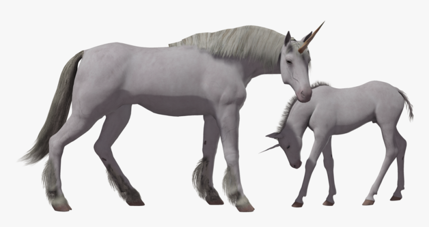 Unicorn Png Image - Real Unicorn Transparent Background, Png Download, Free Download