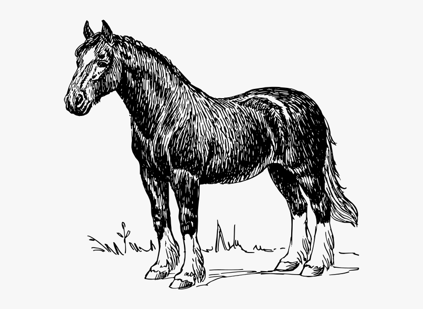 Horse Png Clip Arts - Horse Black And White Illustration, Transparent Png, Free Download