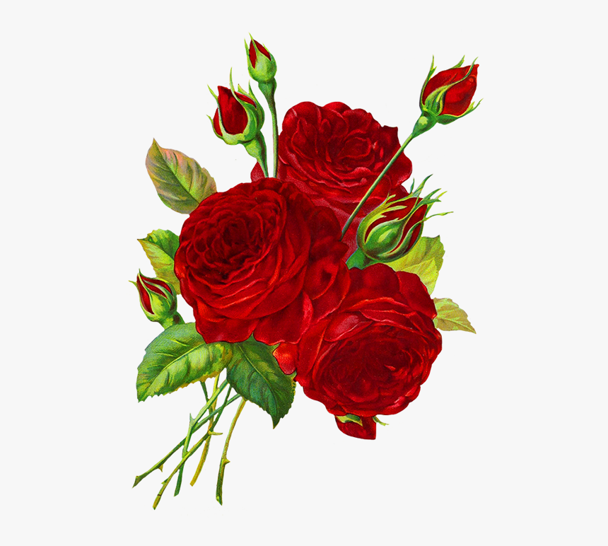 Rose Clipart Red Roses Transparent Background Rose Flower Drawing Transparent Hd Png Download Kindpng