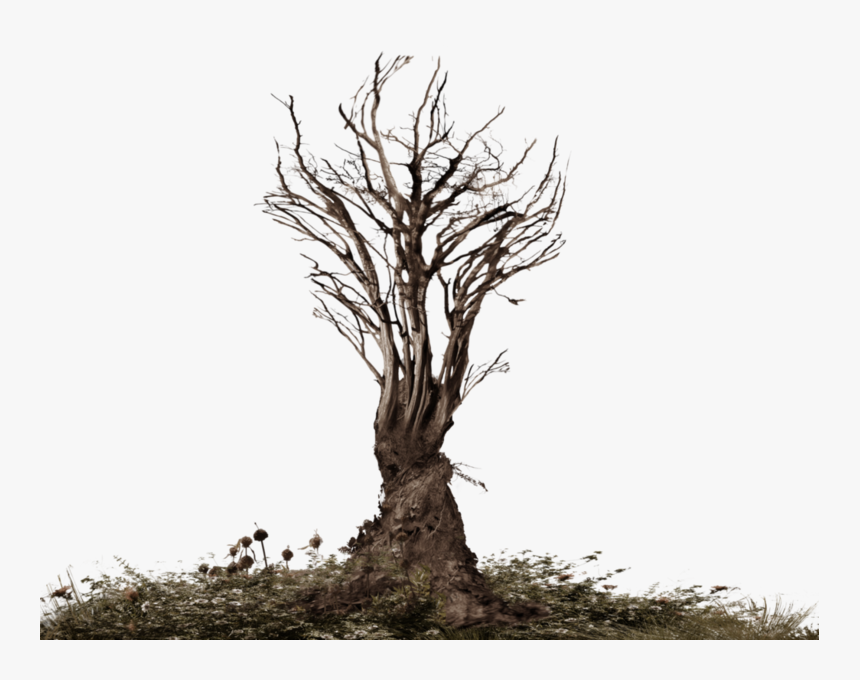 roots of a tree png tree roots png transparent png kindpng tree roots png transparent png