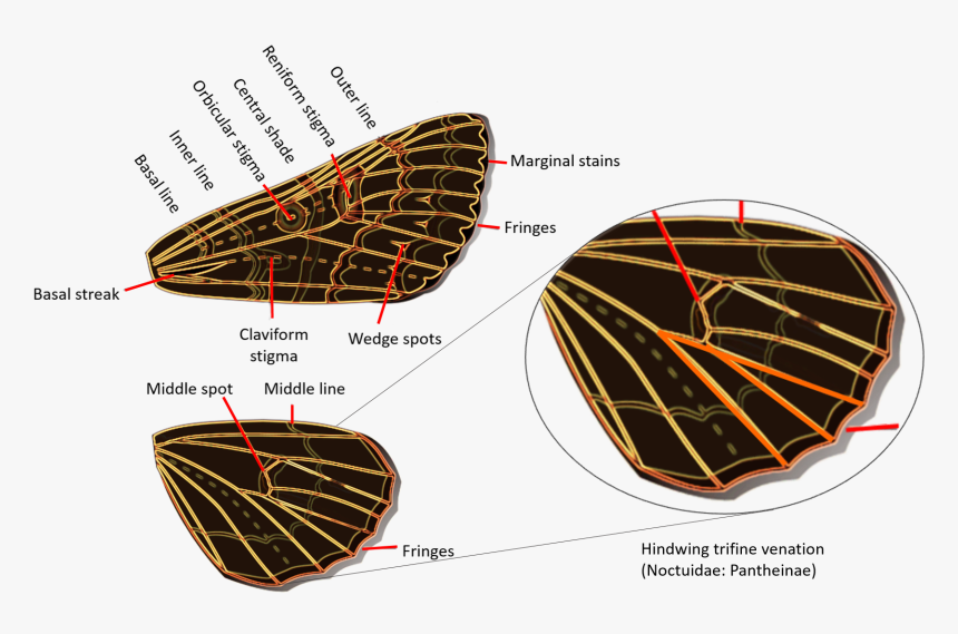 Noctuidae Wings - Noctuidae Wing Venation, HD Png Download, Free Download