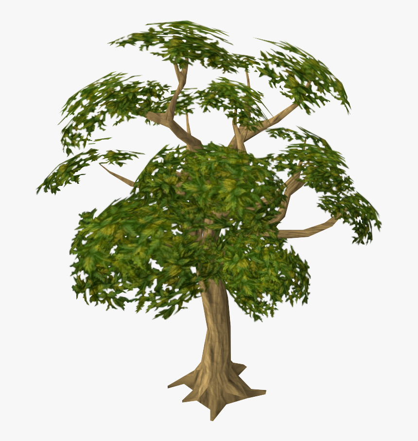 Jungle Trees Png - Mahogany Tree, Transparent Png, Free Download