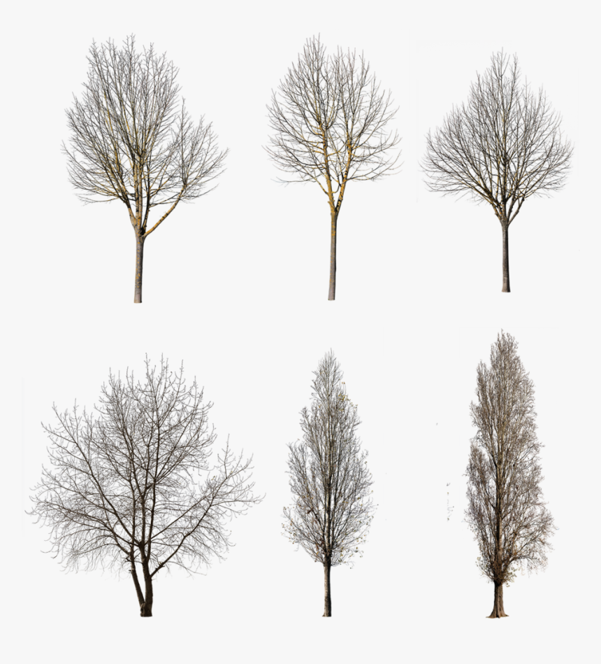 Tree Winter Cutout Free, HD Png Download, Free Download