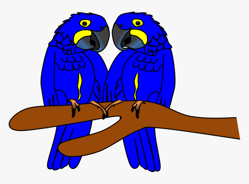Instagram do zoológico disponibiliza desenho de arara-azul para imprimir e  colorir