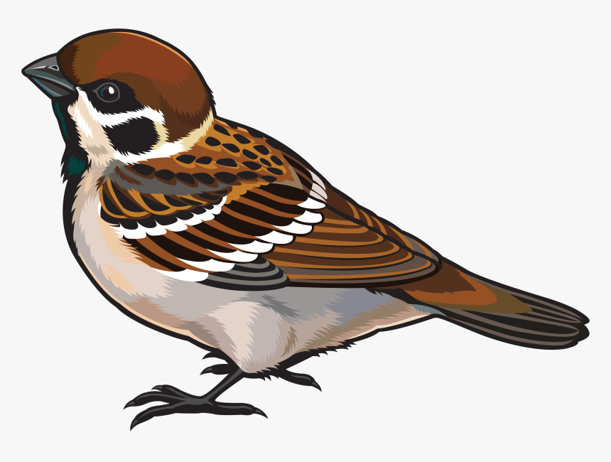 Sparrow Bird Png Free Download - Clipart Image Of Sparrow, Transparent Png, Free Download