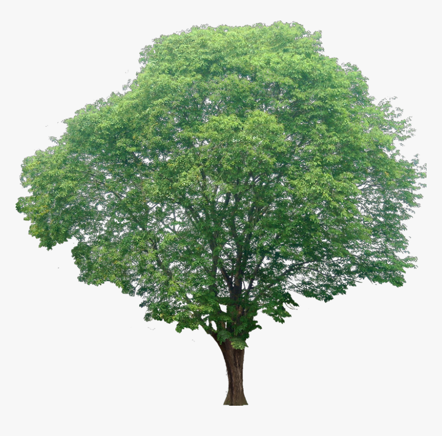 Hd Tree White Background, HD Png Download, Free Download