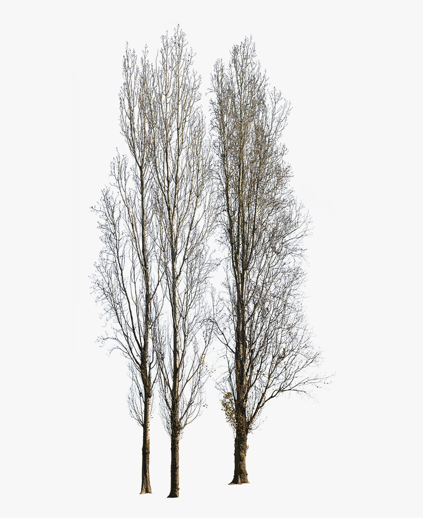 Populus Nigra Trees Png, Transparent Png - kindpng